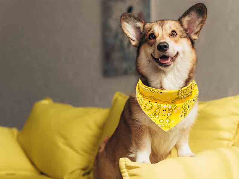 Different Techniques to tie a Dog Bandana